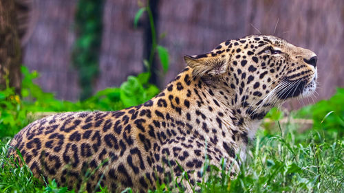 Side view of a cat looking away