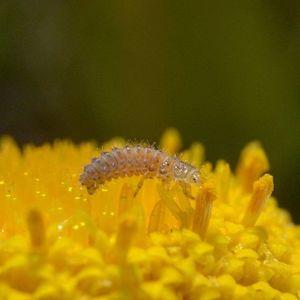 Close-up of insect on flower