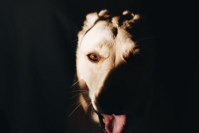 Close-up portrait of dog in darkroom