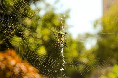 Close-up of spider web