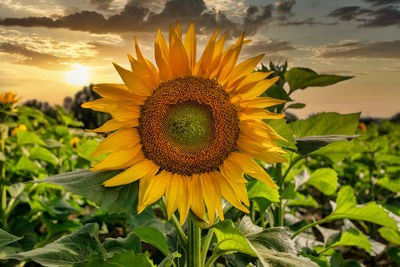 sunflower