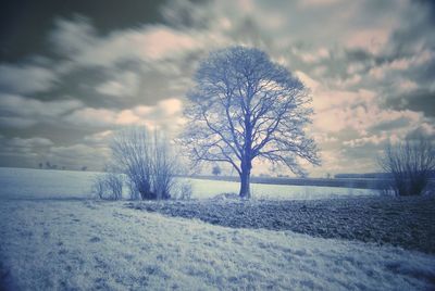 Bare trees on snow covered field against sky