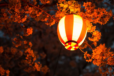 Low angle view of illuminated lantern on tree during autumn