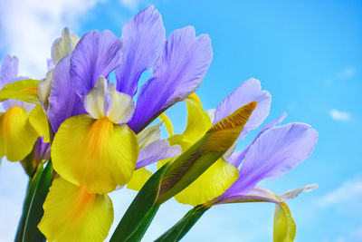 Close-up of purple flowering plant against blue sky