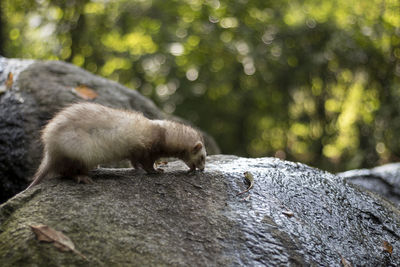 Side view of ferret on rock at forest