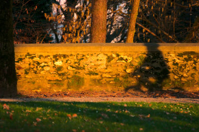 View of trees in forest
