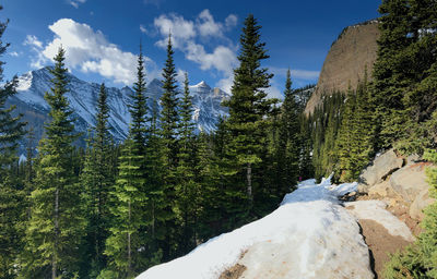 Pine trees on snowcapped mountains against sky