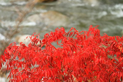 Close-up of red flowers