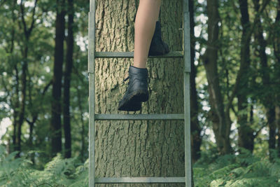 Low section of woman climbing on ladder by tree trunk in forest