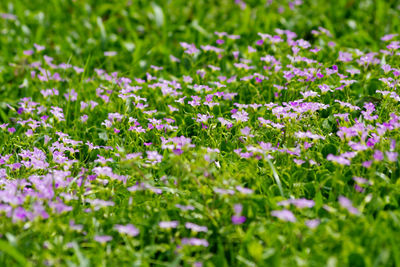 Close-up of purple flowering plants on field