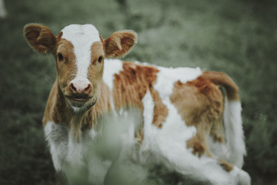 mammal