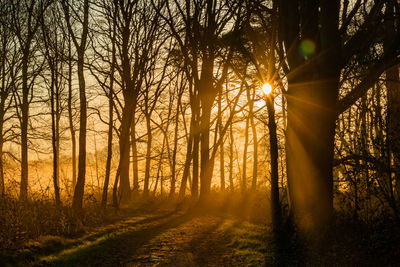 Trees in forest during sunset