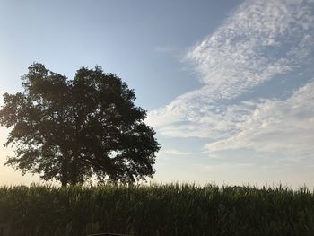 Trees on field against sky