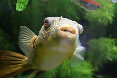 Close-up of fish swimming in sea