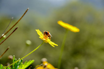 Close-up of bee on yellow flower