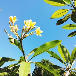 Close-up of leaves against blue sky