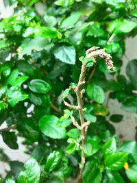 Close-up of insect on leaf