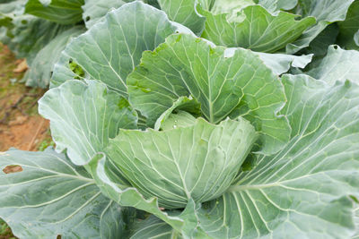 High angle view of green leaf