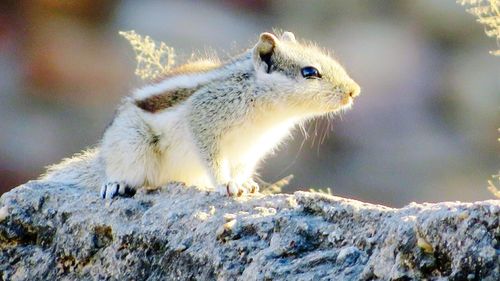 Close-up of squirrel on snow