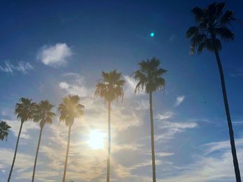 Low angle view of palm trees against sky