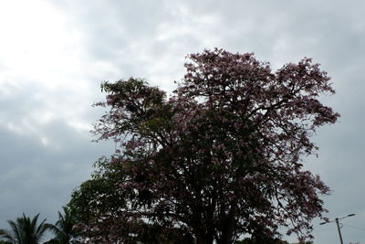 Low angle view of flowering tree against sky