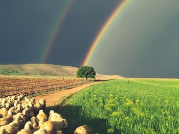 rainbow