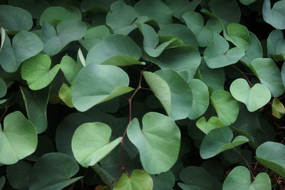 Full frame shot of green leaves on plant