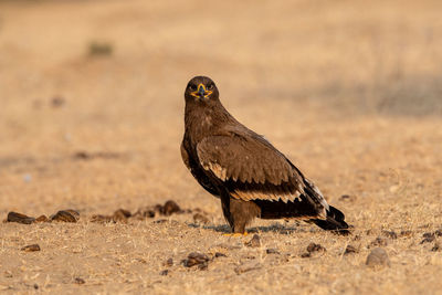 Close-up of a bird on sand