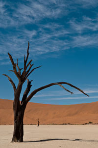 Desert namib