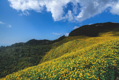 Yellow flowering plants on field against sky