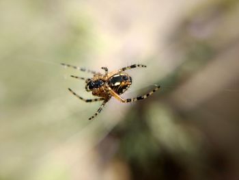 Close-up of spider on web