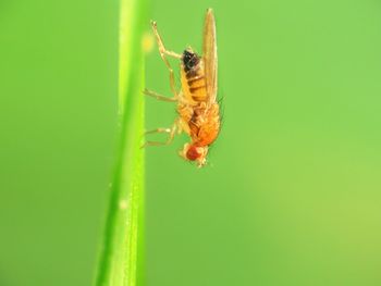 Close-up of insect on leaf