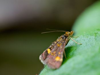 Close-up of butterfly on leaf