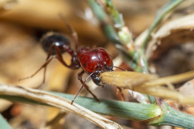 Close-up of insect