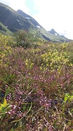 Scenic view of flowering plants on field against sky