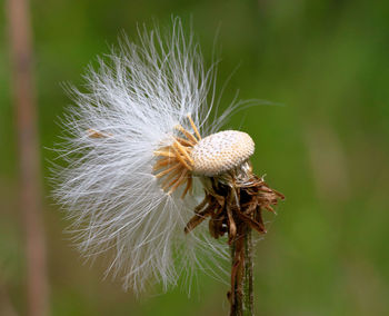 Close-up of honey bee on plant