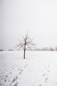 Bare tree on snow covered field against clear sky