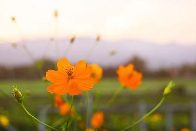 Close-up of yellow cosmos flower on field