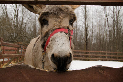 Close-up of horse