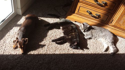 High angle view of dog on rug at home