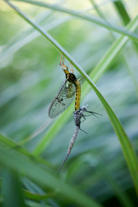 Close-up of insect