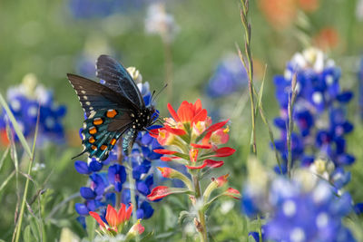 Close-up of butterfly pollinating on purple flower