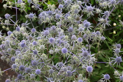 Close-up of purple flowering plants in park