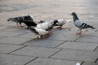 High angle view of pigeons perching on footpath