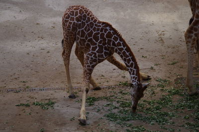 Giraffe standing outdoors