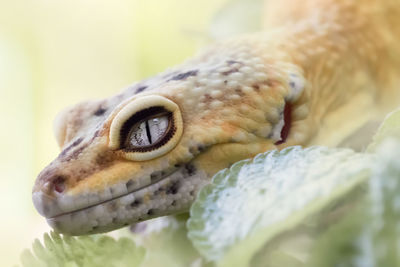 All about exotic lemon frost gecko, amazing animal reptile photo series