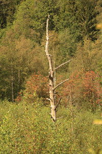 Tree on field in forest