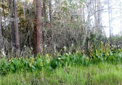 Scenic view of forest