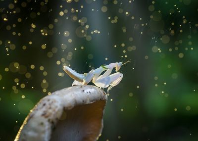 Close-up of wet crab on plant