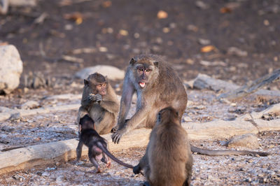 Monkey sitting on ground